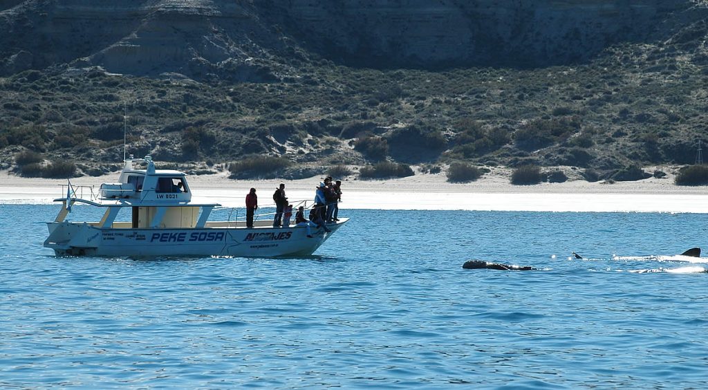 Mejor destino de avistamiento de ballenas en Sudamérica