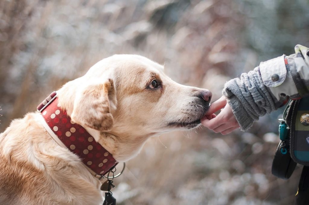 Consejos para viajar con mascotas