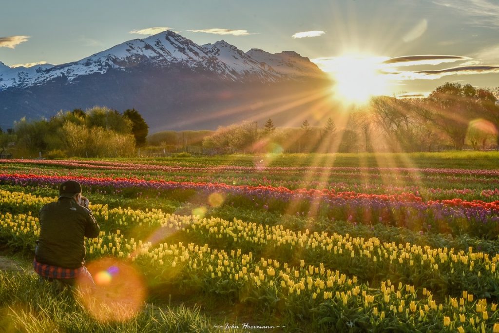 Tulipanes en Trevelin