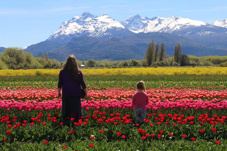 Tulipanes en Trevelin
