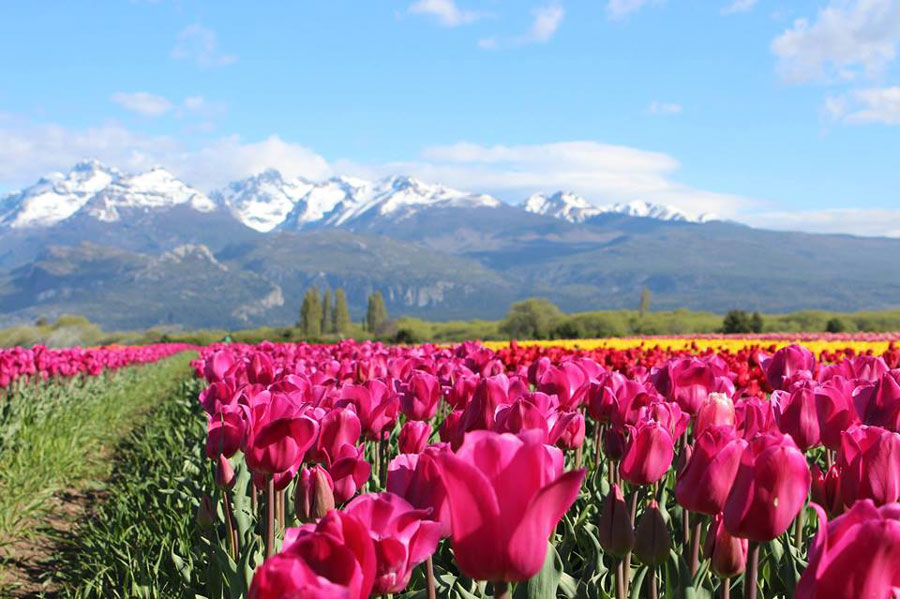 Tulipanes en Trevelin