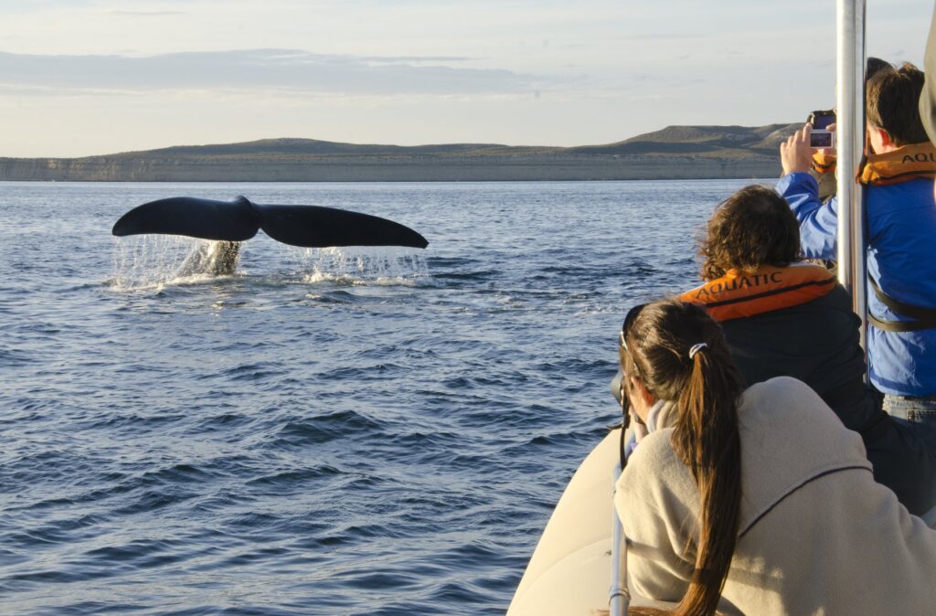 Volvieron las ballenas a Puerto Madryn