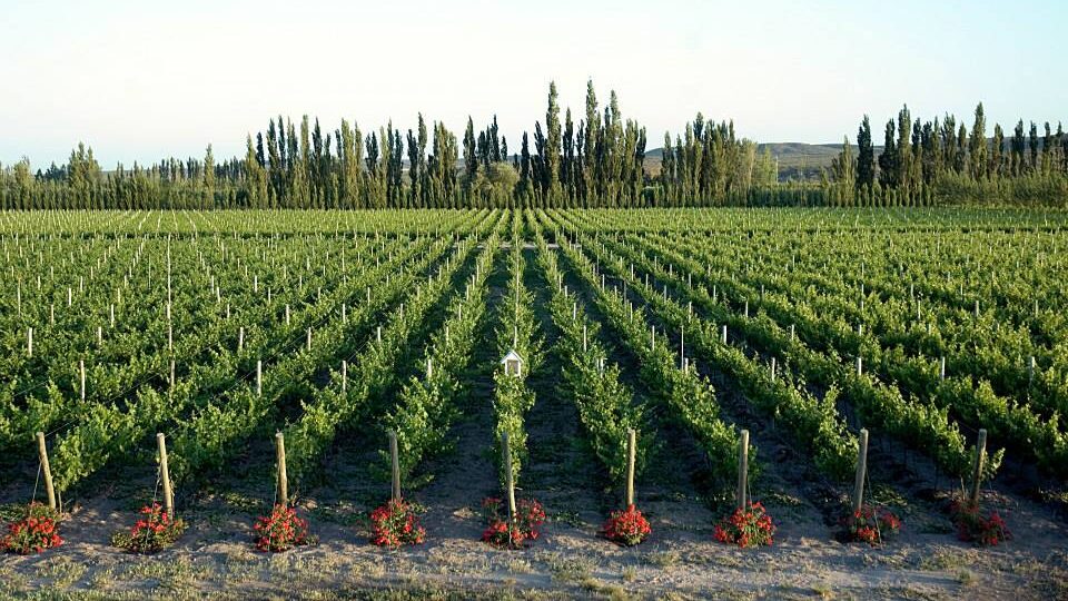Bodega Del Río Elorza