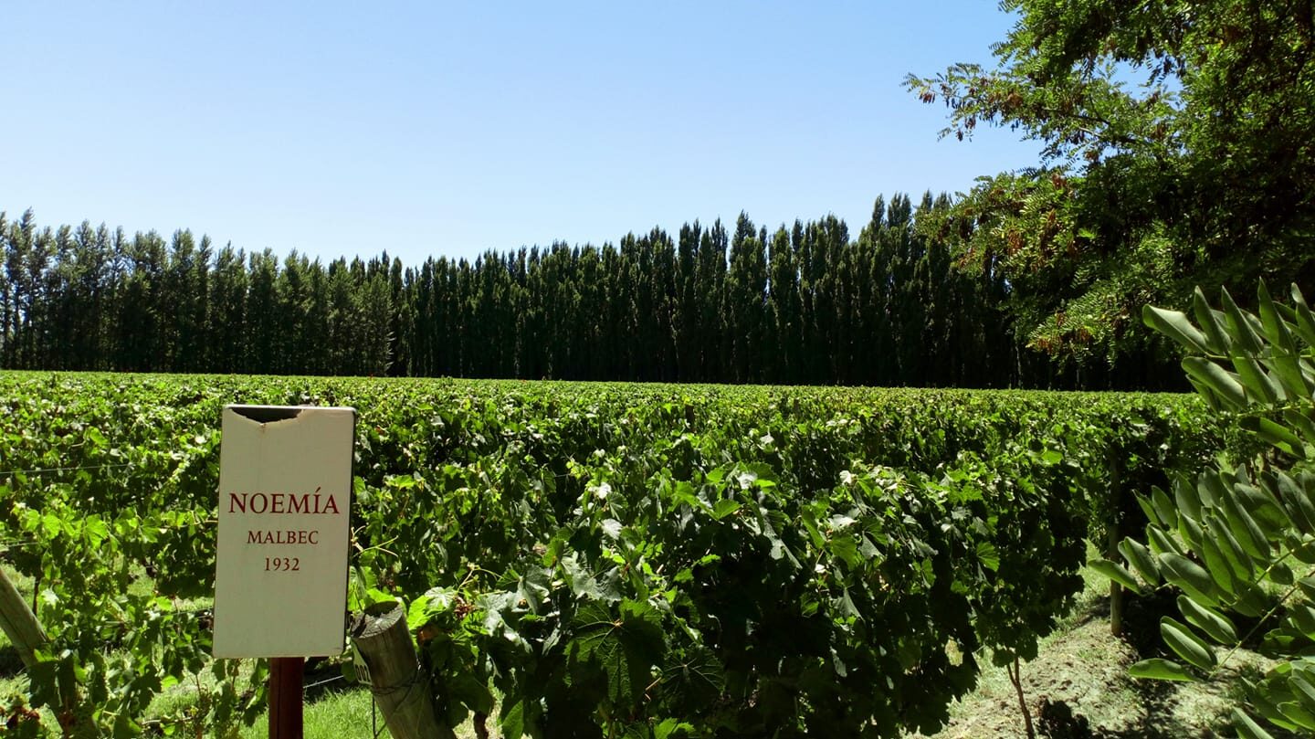 Bodega Noemía