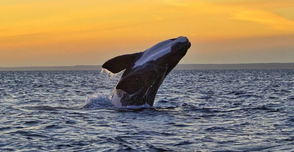 Volvieron las ballenas a Puerto Madryn