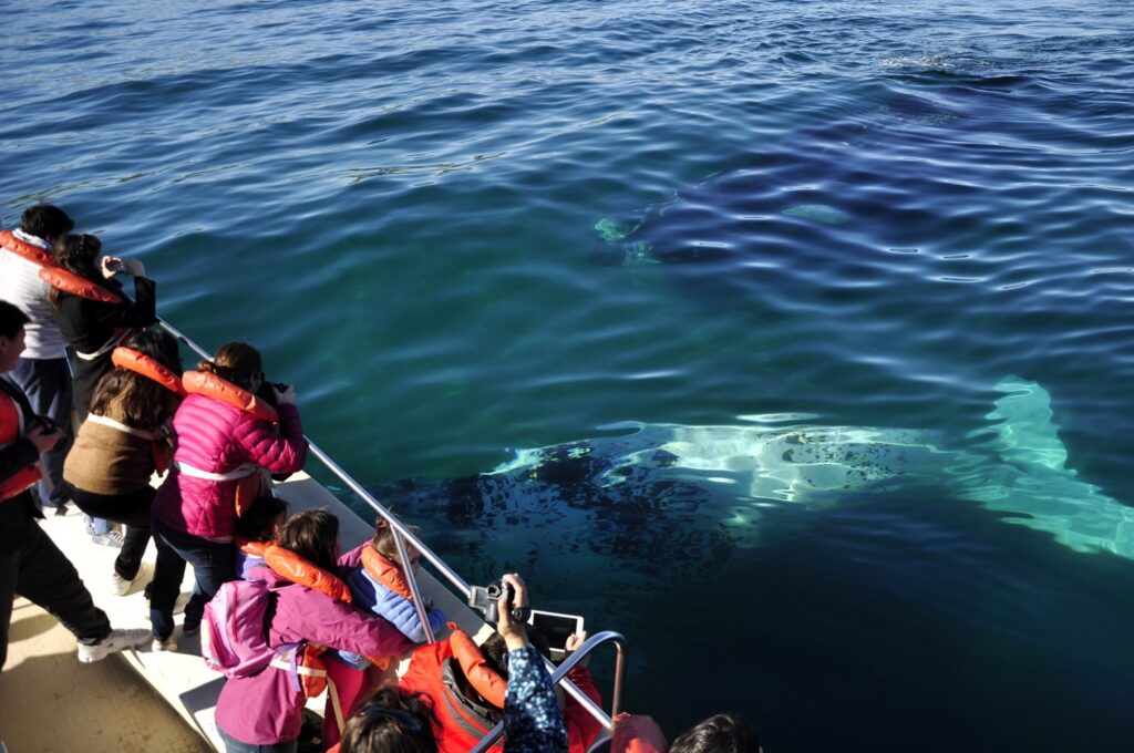 Volvieron las ballenas a Puerto Madryn
