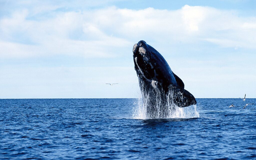 Temporada de ballenas en Puerto Madryn